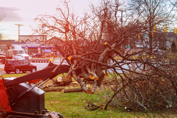 Best Root Management and Removal  in Mcadoo, PA