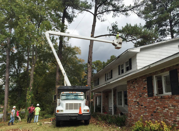 How Our Tree Care Process Works  in  Mcadoo, PA