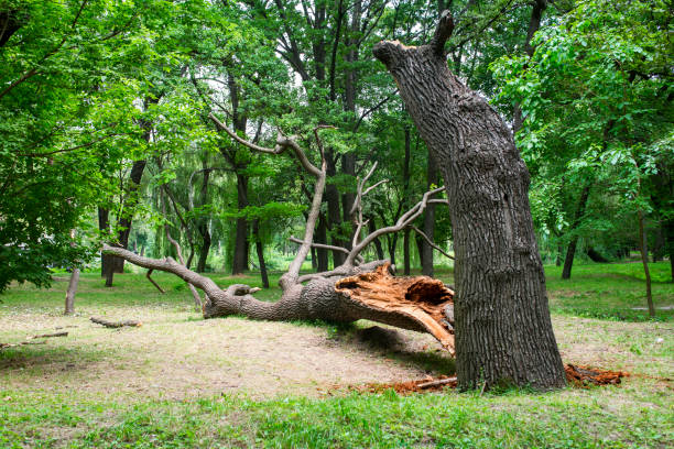 Best Utility Line Clearance  in Mcadoo, PA