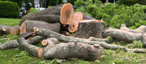 Best Tree Trimming and Pruning  in Mcadoo, PA