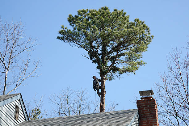 Reliable Mcadoo, PA Tree Services Solutions