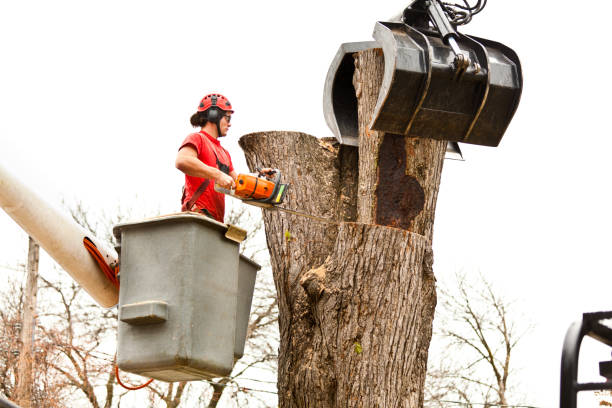 Best Tree Disease Treatment  in Mcadoo, PA