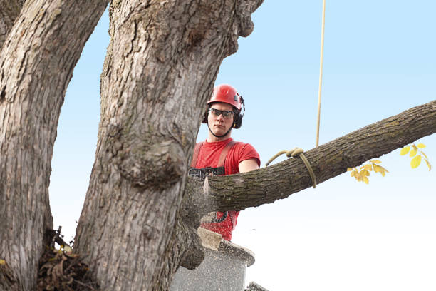 Best Tree Trimming and Pruning  in Mcadoo, PA